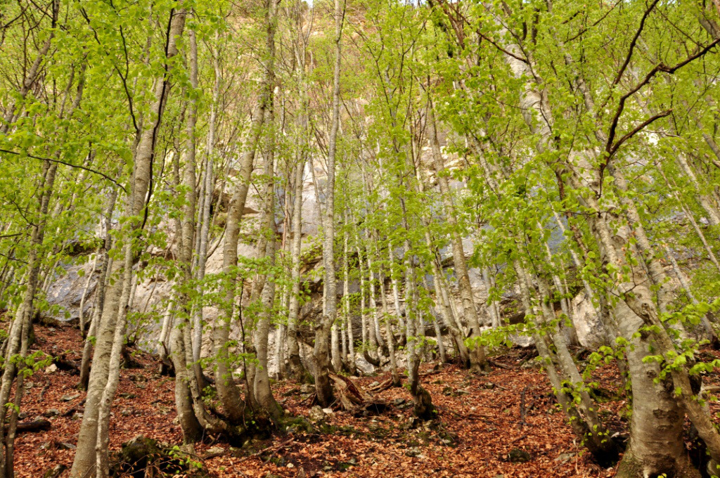 Parco delle Dolomiti Bellunesi